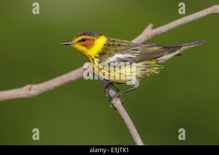 Cape May Warbler - Dendroica Tigrina - Männchen Stockfoto