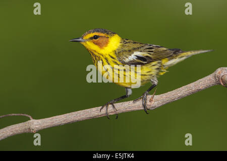 Cape May Warbler - Dendroica Tigrina - Männchen Stockfoto