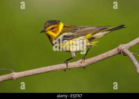 Cape May Warbler - Dendroica Tigrina - Männchen Stockfoto