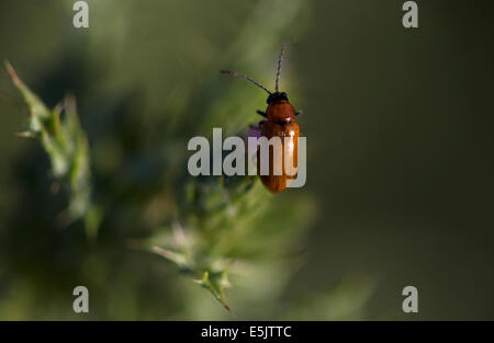 Ein roten Fehler sitzt in einem dornigen Pflanze in Arcos De La Frontera, Provinz Cadiz, Andalusien, Spanien, 29. April 2014. Stockfoto
