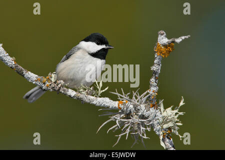 Carolina Chickadee - Peocile carolinensis Stockfoto