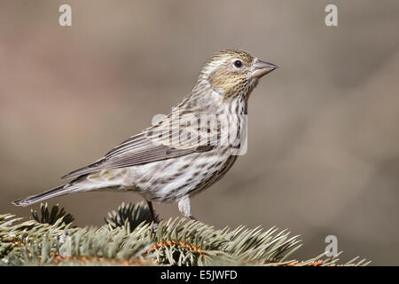 Cassin Finch - Carpodacus Cassinii - erwachsenes Weibchen Stockfoto