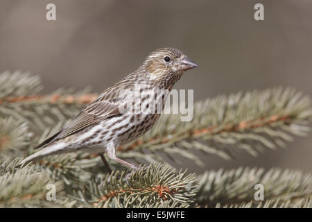 Cassin Finch - Carpodacus Cassinii - erwachsenes Weibchen Stockfoto