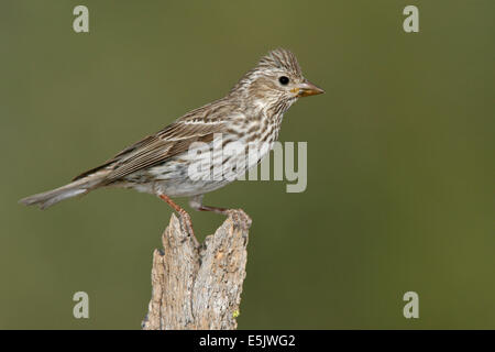 Cassin Finch - Carpodacus Cassinii - erwachsenes Weibchen Stockfoto