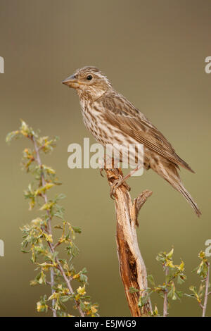 Cassin Finch - Carpodacus Cassinii - erwachsenes Weibchen Stockfoto