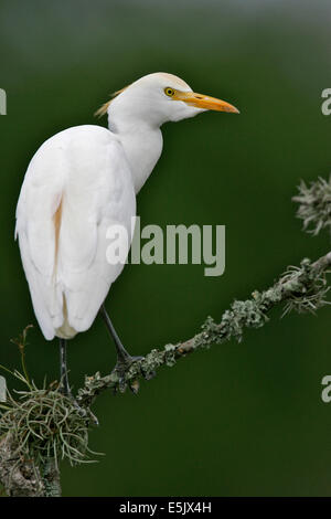 Kuhreiher - Bubulcus ibis Stockfoto