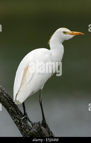 Kuhreiher - Bubulcus ibis Stockfoto