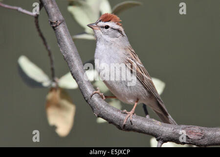 Chipping-Sparrow - Spizella Passerina - Adult Zucht Stockfoto
