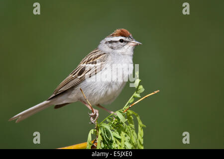 Chipping-Sparrow - Spizella Passerina - Adult Zucht Stockfoto