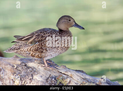 Zimt/Petrol - Anas Cyanoptera - weiblich Stockfoto