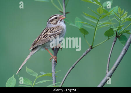 Lehm-farbigen Sparrow - Spizella pallida Stockfoto