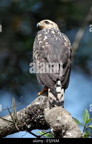 Gemeinsamen Black-Hawk - Buteogallus Anthracinus - unreif Stockfoto