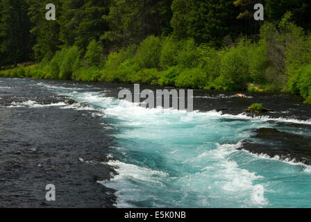 Metolius Wild & Scenic River, Deschutes National Forest, Oregon Stockfoto