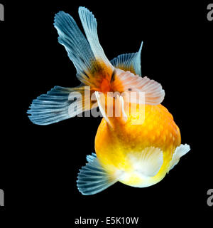 Nahaufnahme eines Goldfisches mit rundem, orangenem Körper und durchscheinenden, fließenden Flossen, einschließlich einer großen Schwanzflosse mit blau-grauen Kanten und orangenem Körper. Der Fisch wird von oben nach unten gezeigt Stockfoto