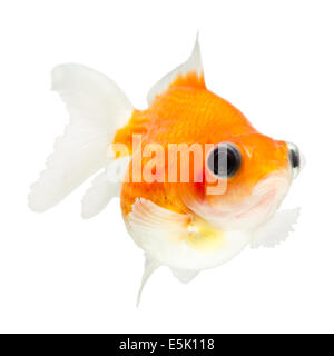 Ein Nahbild eines Goldfisches mit einem leuchtend orangefarbenen Körper und weißen Flossen und Schwanz, auf einem schlichten weißen Hintergrund. Der Fisch hat große, markante schwarze Augen und einen abgerundeten, leicht wulstigen Kopf Stockfoto