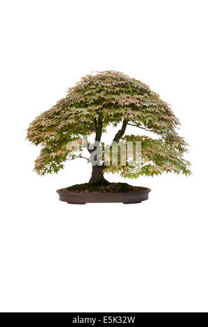 japanischer Ahorn Acer Palmatum Deshojo Bonsai-Baum isoliert Stockfoto