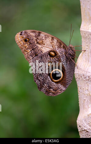 Gelb umrandeten Riesen Eule, Caligo Atreus, Inside the Butterfly Park, Benalmadena, Spanien. Stockfoto