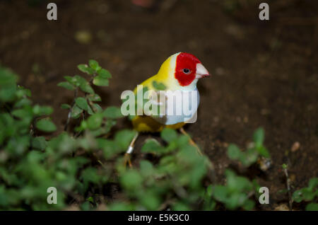 Die Prachtfinkenart Finch (Erythrura Gouldiae), auch bekannt als der Lady Gouldian-Finch, Goulds Finch oder der Regenbogen Finch. Stockfoto