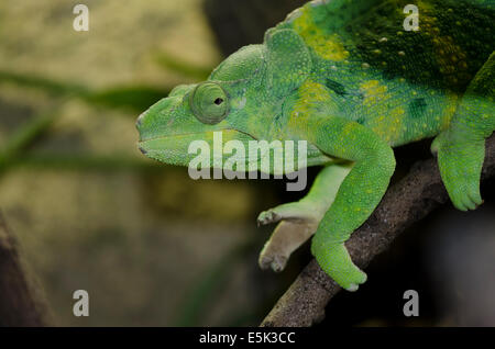 Meller Chamäleon Chamaeleo Trioceros Melleri im Schmetterlingspark, Benalmadena, Costa del Sol Spanien. Stockfoto