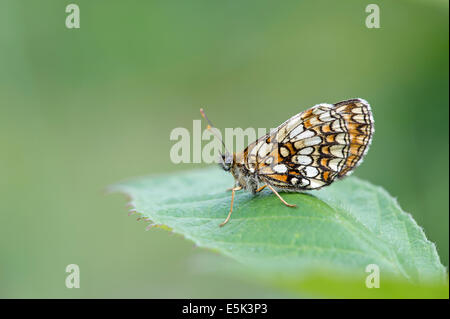 Heide Fritillary Butterfly (Melitaea Athalia), UK Stockfoto