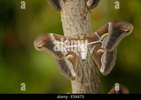 Die GГ¶tterbaum Silkmoth, Samia Cynthia, Inside the Butterfly Park, Benalmadena, Costa Del Sol, Spanien. Stockfoto