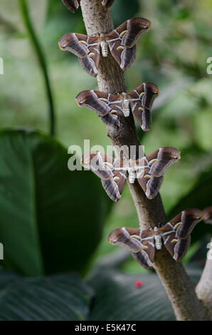 Die GГ¶tterbaum Silkmoth, Samia Cynthia, Inside the Butterfly Park, Benalmadena, Costa Del Sol, Spanien. Stockfoto