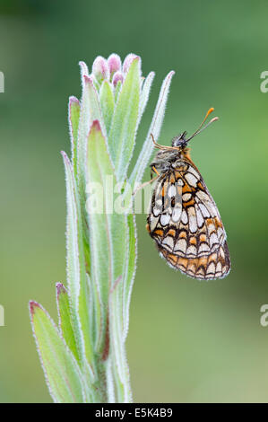 Heide Fritillary Butterfly (Melitaea Athalia), UK Stockfoto