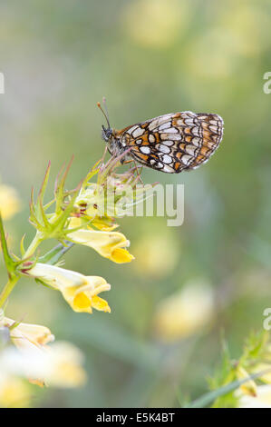 Heide Fritillary Butterfly (Melitaea Athalia), UK Stockfoto