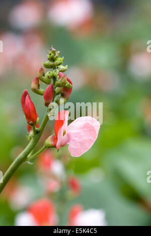 Phaseolus Coccineus. Zwerg Runner Bean "Hestia" blühen. Stockfoto