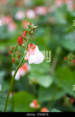 Phaseolus Coccineus. Zwerg Runner Bean "Hestia" blühen. Stockfoto