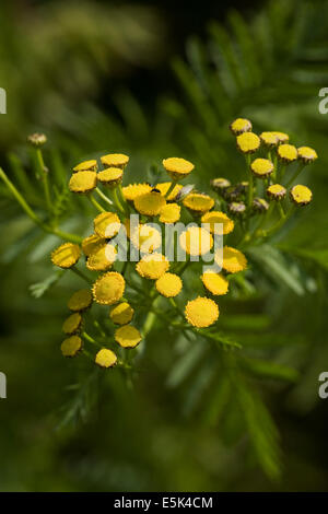 Tanacetum Vulgare. Rainfarn Blüten. Stockfoto