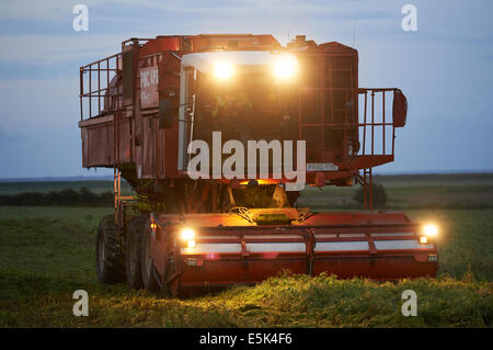 PMC 979-CT Erbse Harvester arbeiten durch die Nacht Stockfoto