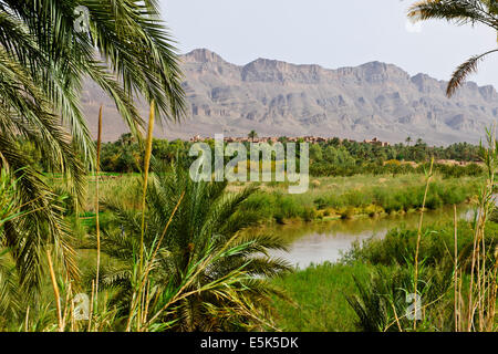 Große grüne Palmeraies, Agricultur, Paul Street, & Landschaft Reisefotograf, Südmarokko, am Rande der Wüste Sahara, Algerien Stockfoto