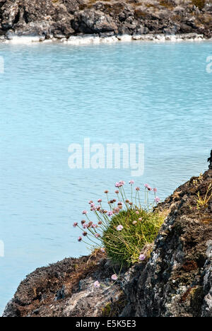Blume-Vegetation in einer Vulkanlandschaft an ein Türkis farbigen Blue Lagoon Hot Springs, Island. Stockfoto