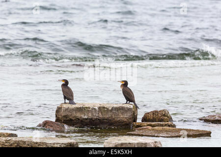 Kormoran sitzt auf einem Felsen am Strand Stockfoto