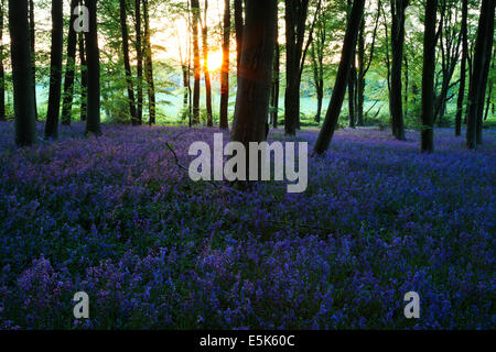 Sonnenuntergang über Glockenblumen in Micheldever Wood in Hampshire Stockfoto