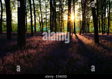 Sonnenuntergang über Glockenblumen in Micheldever Wood in Hampshire Stockfoto