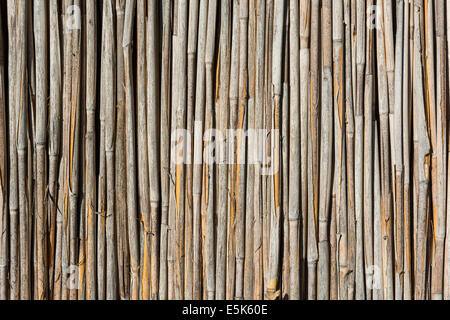 Reed Textur hautnah Stockfoto
