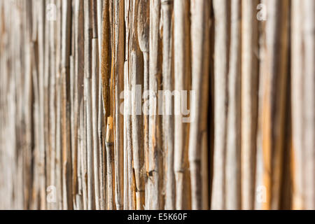 Reed Textur hautnah Stockfoto