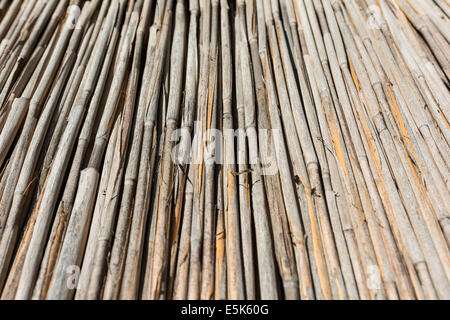 Reed Textur hautnah Stockfoto