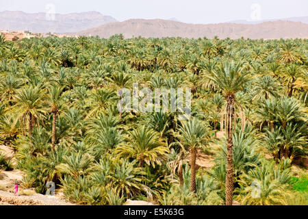 Große grüne Palmeraies, Agricultur, Paul Street, & Landschaft Reisefotograf, Südmarokko, am Rande der Wüste Sahara, Algerien Stockfoto