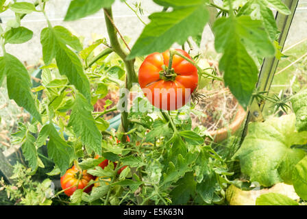 Nach Hause angebauten Fleischtomaten in einem Gewächshaus. Stockfoto