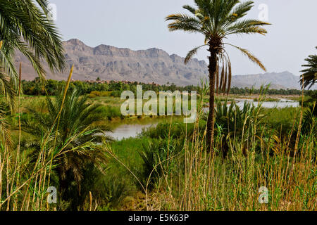 Große grüne Palmeraies, Agricultur, Paul Street, & Landschaft Reisefotograf, Südmarokko, am Rande der Wüste Sahara, Algerien Stockfoto