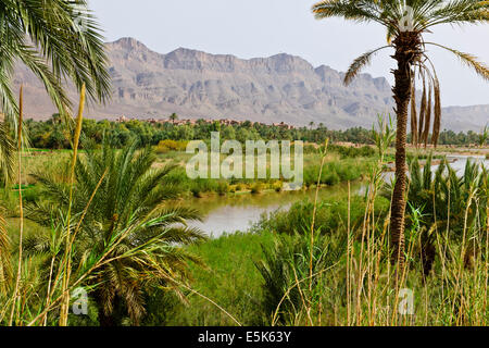 Große grüne Palmeraies, Agricultur, Paul Street, & Landschaft Reisefotograf, Südmarokko, am Rande der Wüste Sahara, Algerien Stockfoto