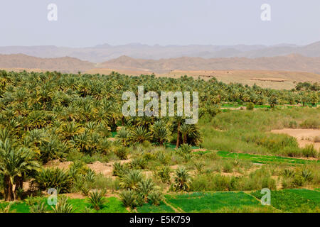 Große grüne Palmeraies, Agricultur, Paul Street, & Landschaft Reisefotograf, Südmarokko, am Rande der Wüste Sahara, Algerien Stockfoto