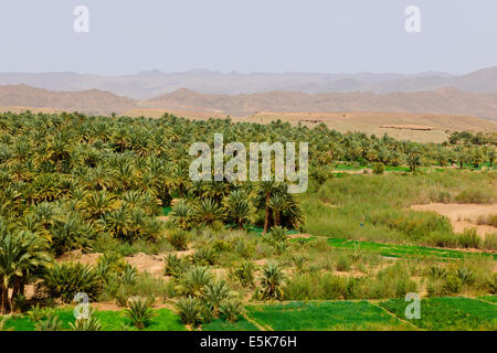 Große grüne Palmeraies, Agricultur, Paul Street, & Landschaft Reisefotograf, Südmarokko, am Rande der Wüste Sahara, Algerien Stockfoto