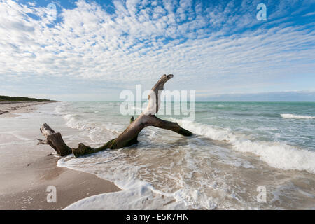 Treibholz und Strand. Eine große Treibholz-Filiale schmückt einen verlassenen Strand nahe dem Rio Lagardos Park. Rio-Lagardos-Nationalpark, Stockfoto