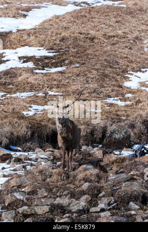 Ein Rotwild Hirsch, Cervus Elaphus, unter dem Schnee in den schottischen Highlands Stockfoto