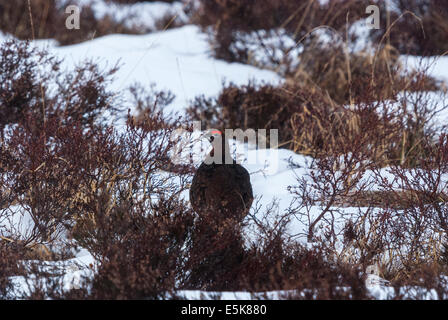 Die männlichen Moorschneehuhn Lagopus Lagopus Scotica, im Schnee auf einer Heide Moor in Glen Lyon, Schottland Stockfoto