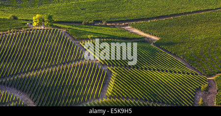 Grün der Weinberge auf den Hügeln der Langhe im Piemont, Norditalien (Panorama) bei Sonnenuntergang. Stockfoto